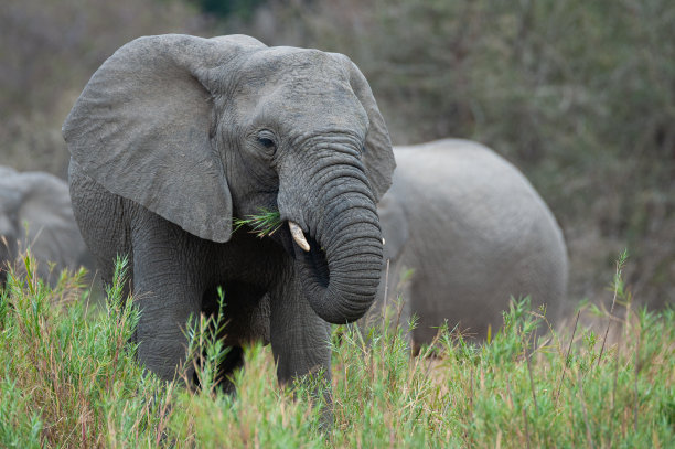 pachyderm