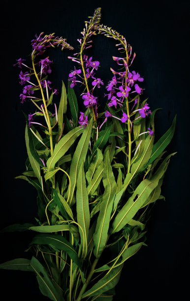 epilobium