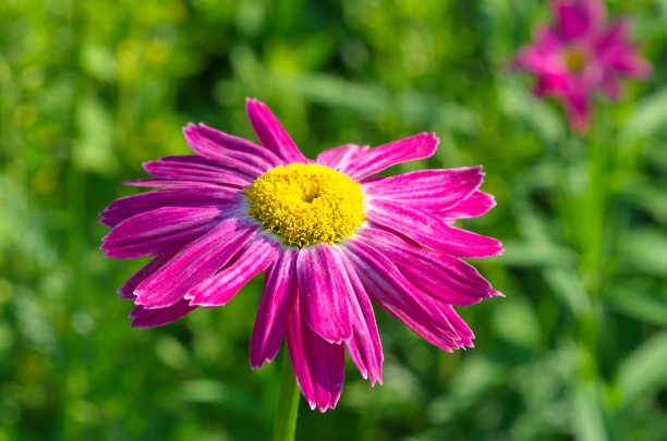 pyrethrum