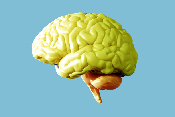 cerebrum