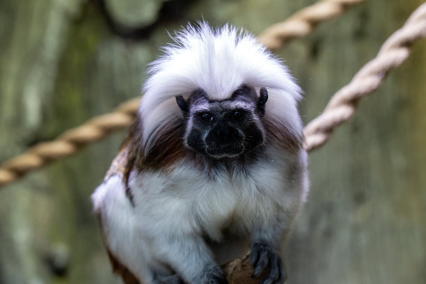 saguinus
