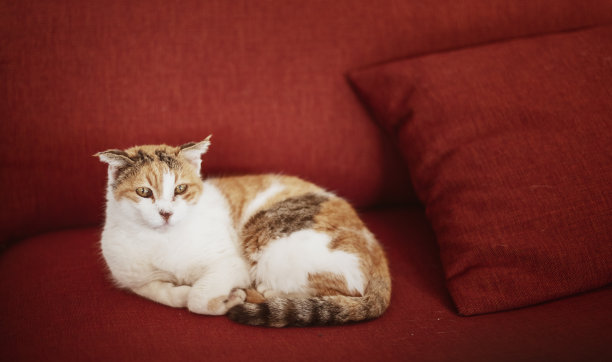 abyssinian猫
