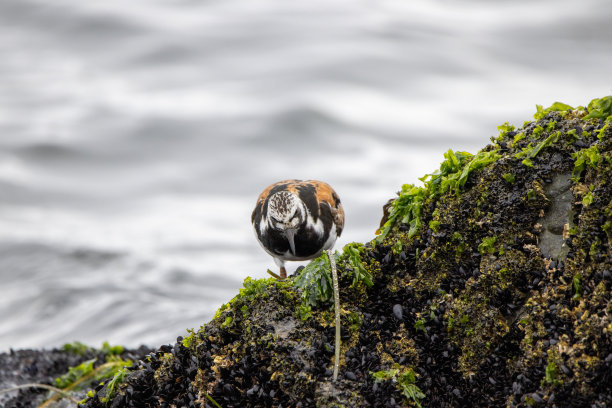 charadriiformes