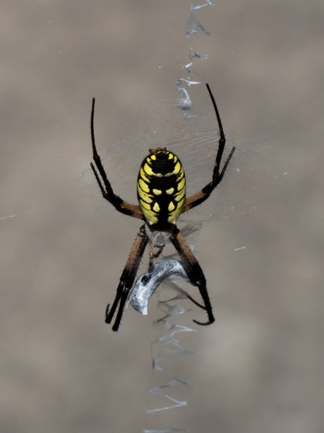 argiope