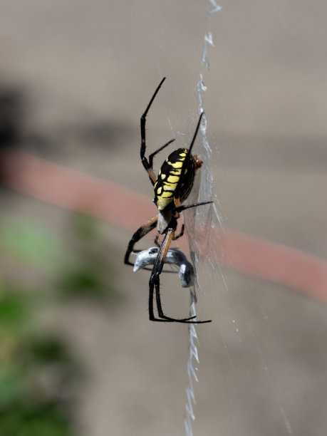 argiope