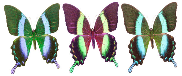 morpho