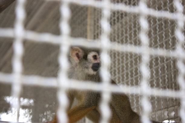 captivity