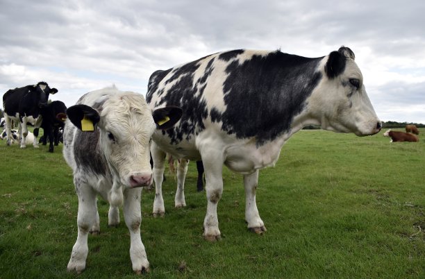 弗里斯兰奶牛