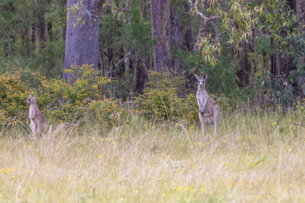 wallaroo