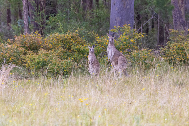 wallaroo