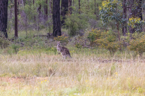 wallaroo