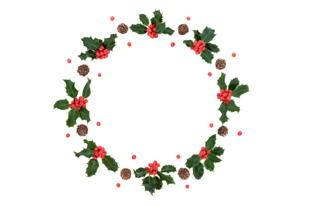 holly