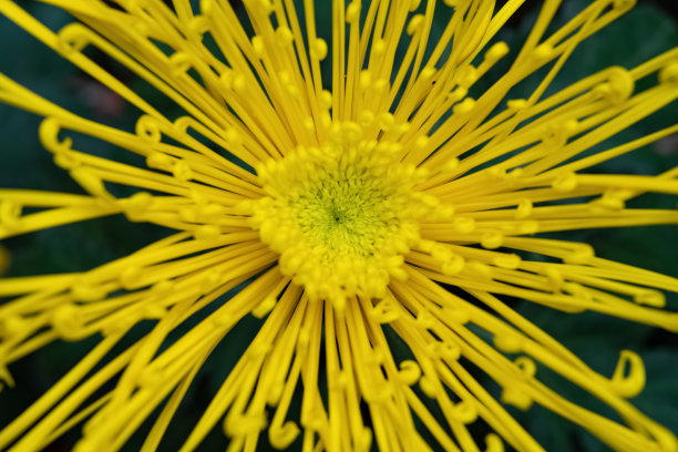 stamens