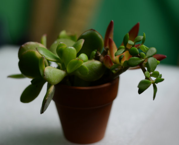 crassula