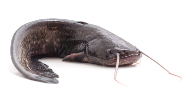 catfish
