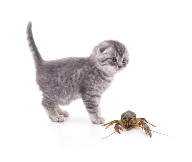 arthropod