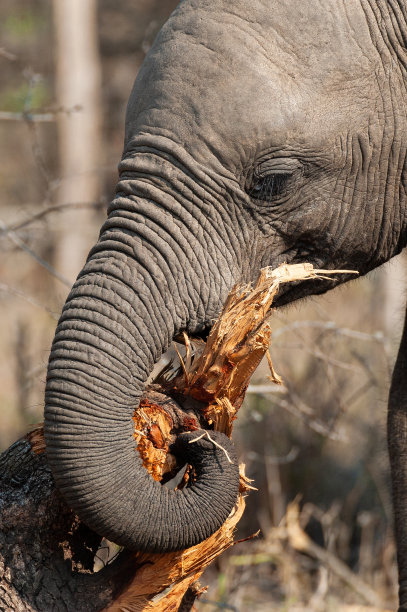 pachyderm