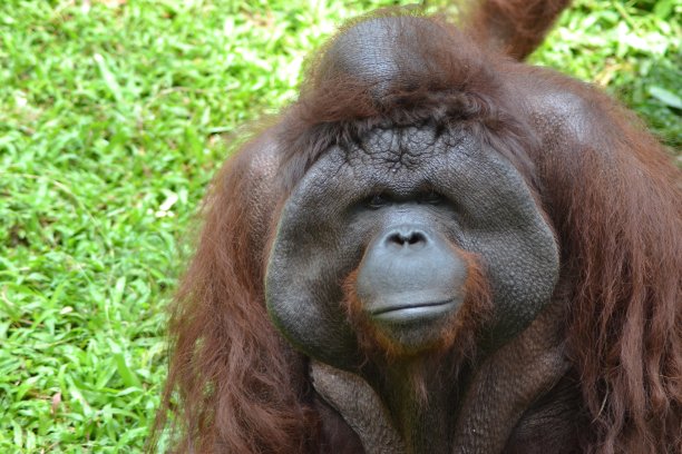 kalimantan