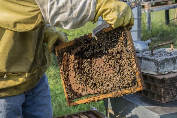 beekeeper