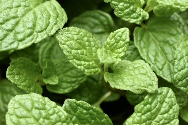 peppermint