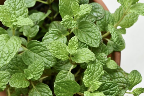 peppermint