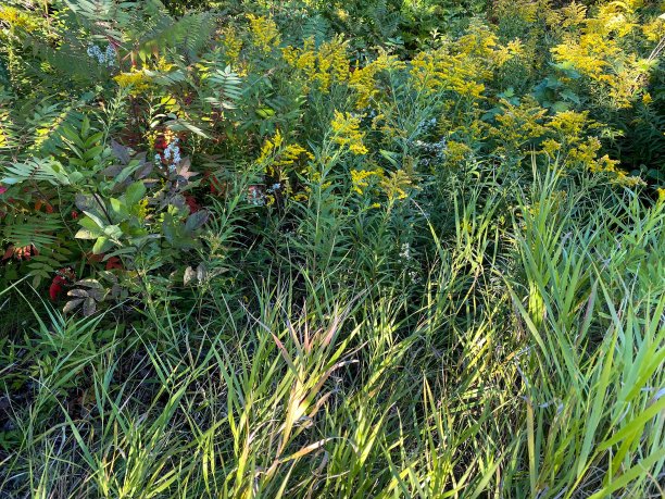 overgrown