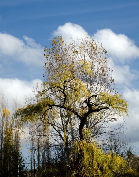 kirkland