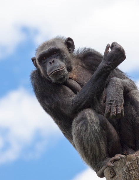 ape