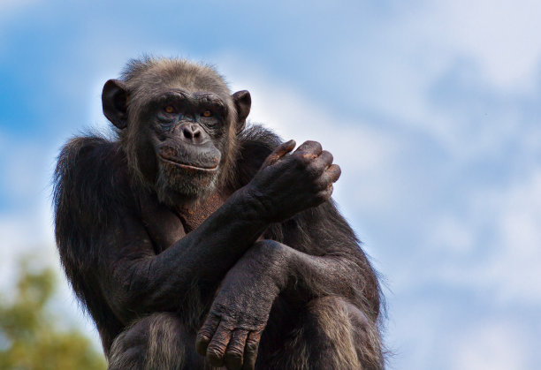 ape