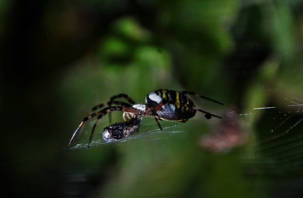 argiope