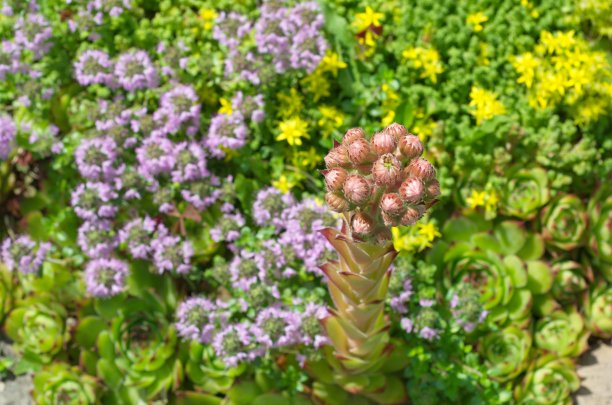 sedum