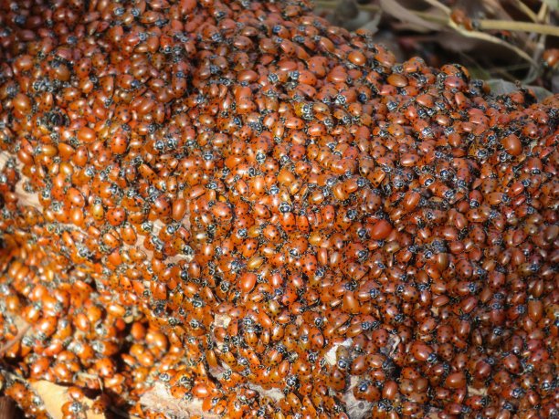 swarm