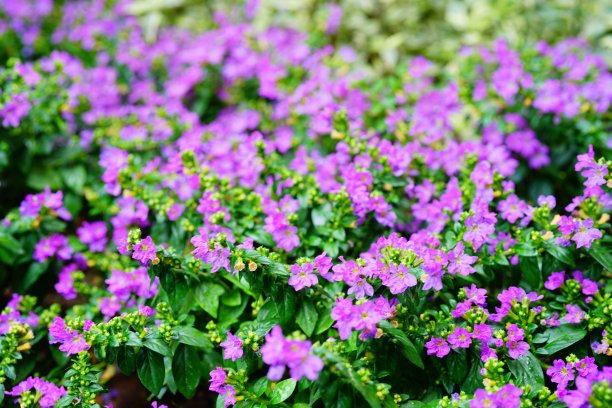 calluna