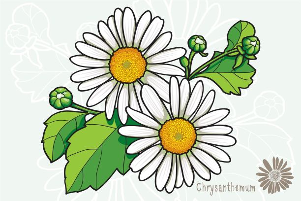 中草药菊花插画