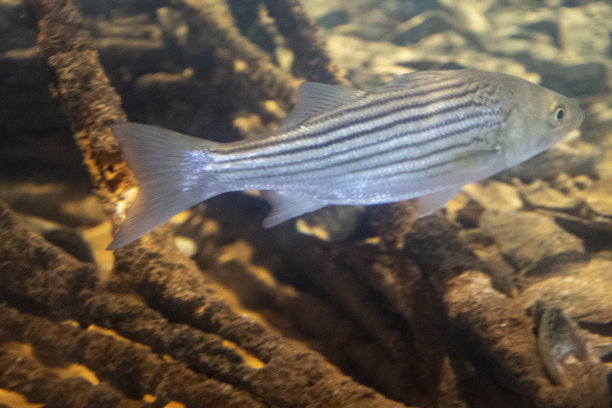 rockfish
