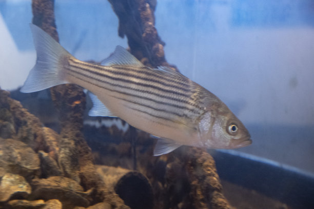 rockfish
