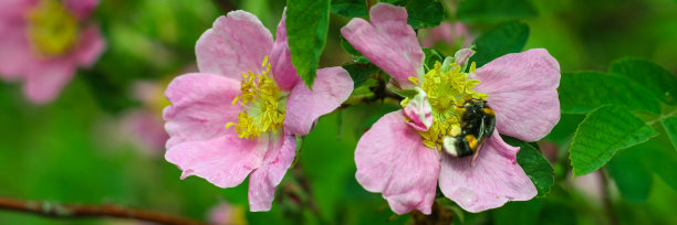 rugosa