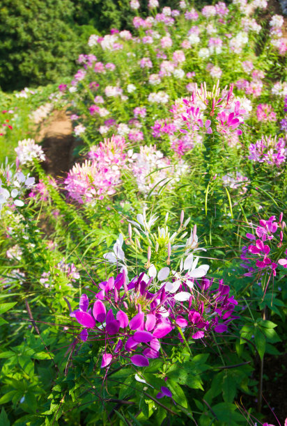 cleome