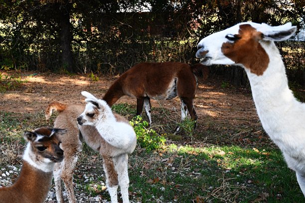 llama