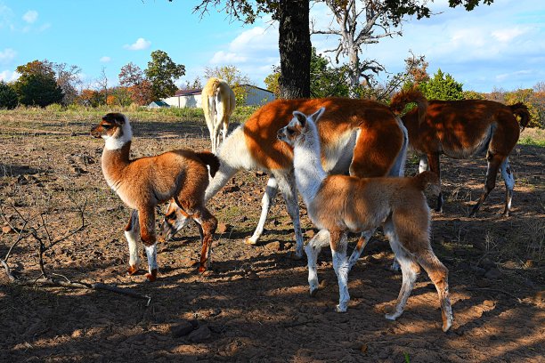 llama