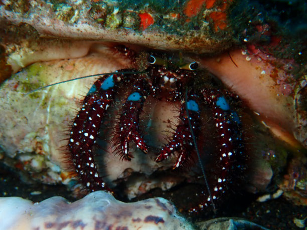 crustacean