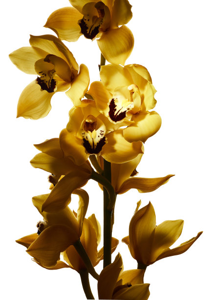 cymbidium
