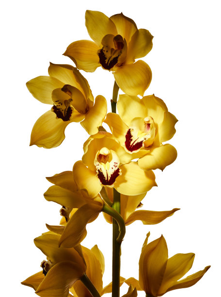 cymbidium
