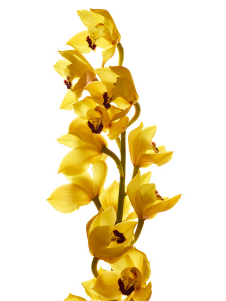 cymbidium
