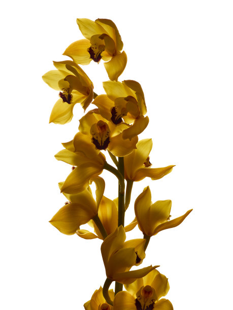 cymbidium