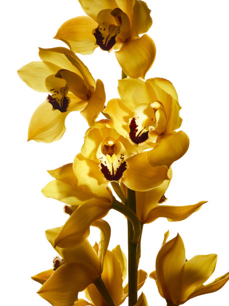 cymbidium