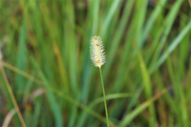 wispy