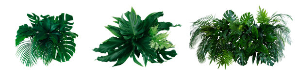 热带森林中的花朵，泰国