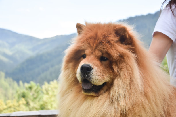 chow