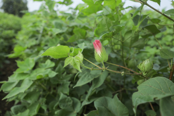 棉花冲施肥